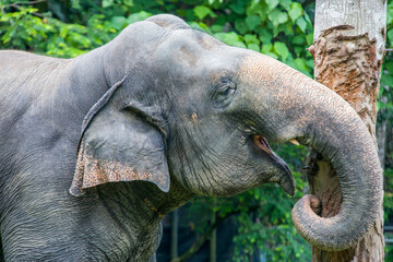 the indian elephant (Elephas maximus indicus) stands alone in its exhibition area of Zoo Negara Malaysia.  