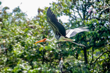 Flying wild Painted stork in Zoo Negara Malaysia. a large wader in the stork family. Their distinctive pink tertial feathers of the adults give them their name.