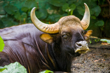 The gaur ( Bos gaurus), also called the Indian bison, is the largest extant bovine. This species is native to South and Southeast Asia.  - obrazy, fototapety, plakaty