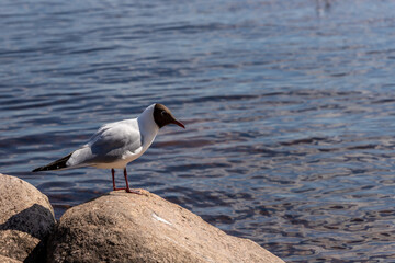 Black-headed gull (Larus ridibundus) looking right standing on rock at seashore. White laughing seagull on rock at lakeside in Latvia.  Wild sea bird near water.