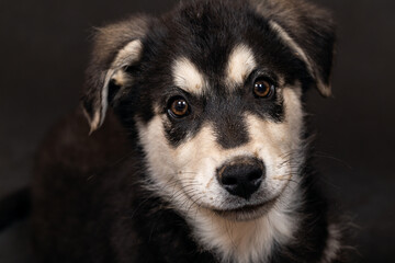 Portrait of the head of a large half-breed shepherd puppy, black with light markings. Close-up, selective focus