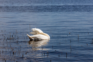 White headless swan at blue water near old reeds. Visual effect of headless bird. Mute Swan grooming its feathers and appearing headless. Swan aerobics in water. Funny acrobatic swan.