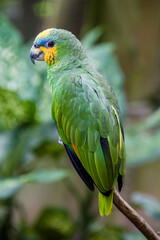 The orange-winged amazon (Amazona amazonica) is a large amazon parrot. Its habitat is forest and semi-open country. 