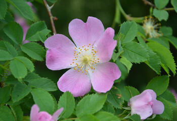 Wildrose blüht rosa am Strauch - Heckenrose