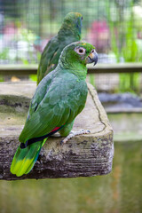 The southern mealy amazon (Amazona farinosa)  is among the largest parrots in the genus Amazona, the amazon parrots. It is a mainly green parrot. 
It is native to tropical Central and South America.