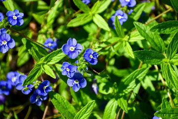 Blue flowers of Veronica chamaedrys in the sun against the background of green leaves