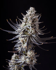 Fresh harvested cannabis bud and flower against a black background