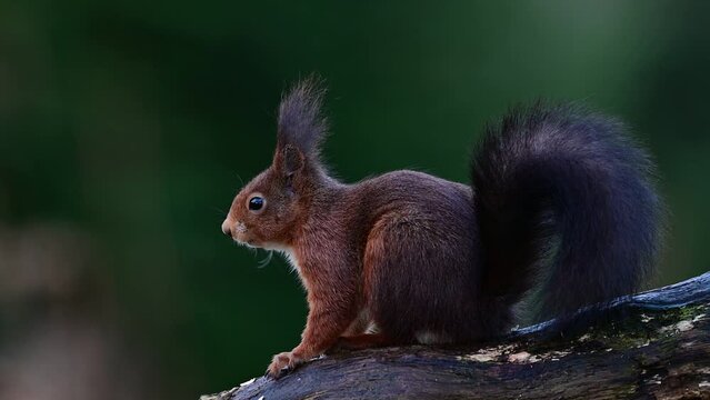 European red squirrel sitting on dead wood looking for hazelnuts, winter, north rhine westphalia, (sciurus vulgaris), germany
