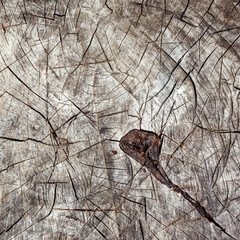Fototapeta premium Directly above view of tree stump cracks in old dried oak stump.