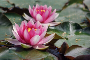 Two red water lily (Nymphaea alba f. rosea) in a lake. The flower is a red variety of the white...