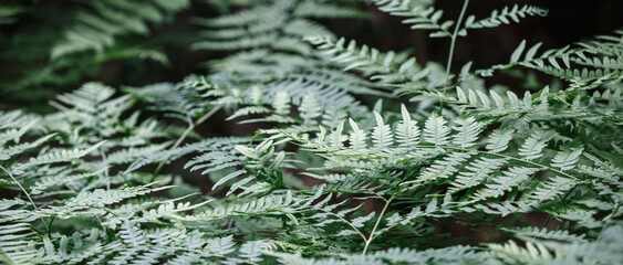 Ferns in the forest. Beautiful ferns leaves green foliage.
