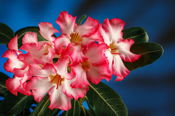 Pink Flower, Adenium obesum tree, Desert Rose, Impala Lily on the dark blue background