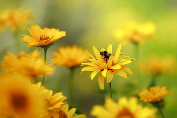 Abstract photo of a blurred background of a yellow flower field. Bumblebee on the flower.