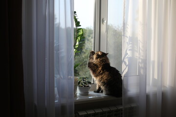 the cat sits on the windowsill and scratches the window, asks to go outside, waving its paw