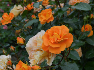 Orange farbige Rosen blühen edel am Strauch 