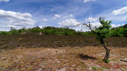 Lonely Tree in the hot valley. Fontainebleau forest