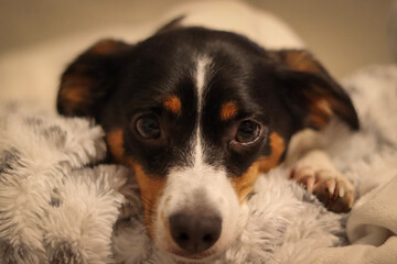 Portrait of Jack Russell Terrier puppy