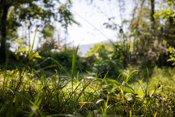 green grass in the morning, under sunlight