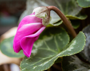 close up of a flower