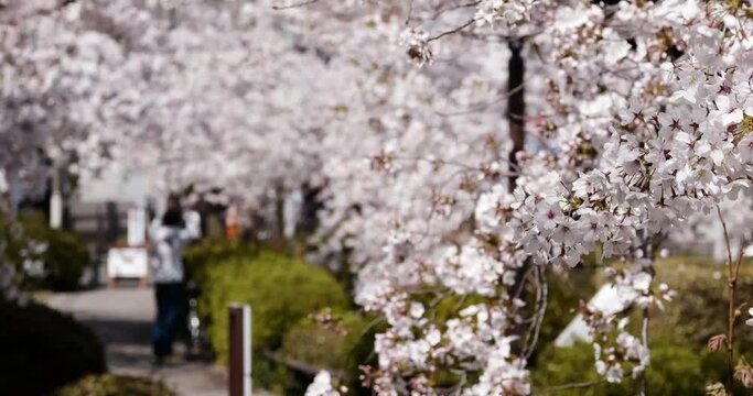 Tunnel di ciliegi Sakura in fiore in Giappone mossi da una leggera brezza primaverile durante una bella giornata dal cielo sereno.