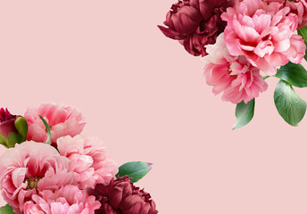 Floral banner, header with copy space. Pink and red peony isolated on pastel background. Natural flowers wallpaper or greeting card. - obrazy, fototapety, plakaty