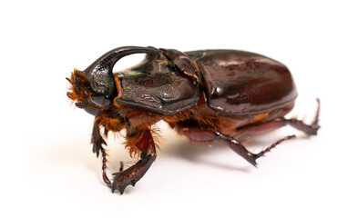 beetle on a white background. Rhino rhinoceros