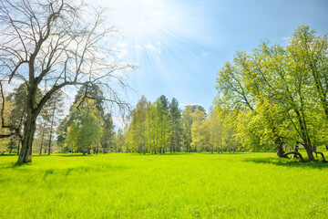 Green park forest with green trees and green grass on green field