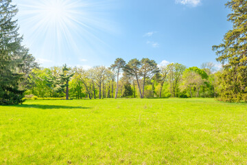 Green park forest with green trees and green grass on green field