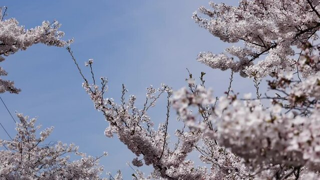 Tunnel di ciliegi Sakura in fiore in Giappone mossi da una leggera brezza primaverile durante una bella giornata dal cielo sereno.