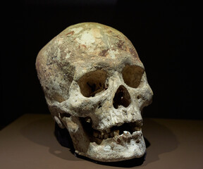 ancient human skull on dark background. ancient human skull on black background.                    