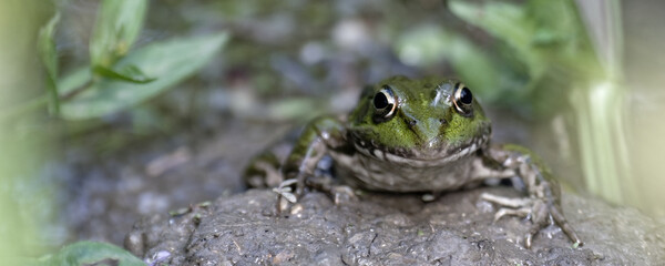 grenouille rieuse 
