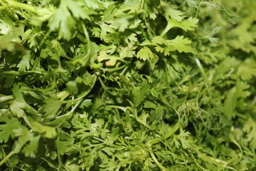 Green and fresh coriander leaves 