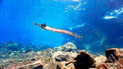 Underwater photo of a Trumpet fish. From a scuba dive at the Canary islands.