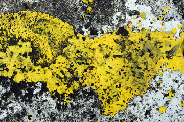 yellow and green background