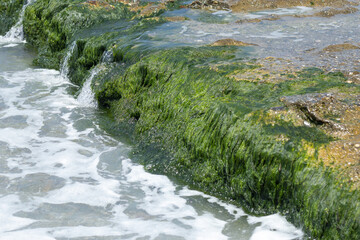 Part of the seashore with rocks covered with algae.