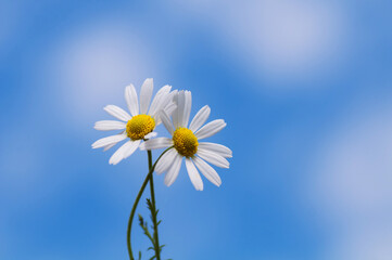 daisy on blue sky background
