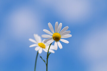 daisy on blue sky background