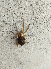 spider on the wall