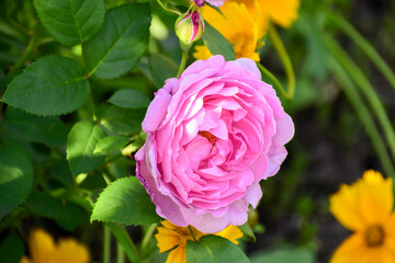 Fototapeta na wymiar Pink tea rose petals on blurred background, flower garden