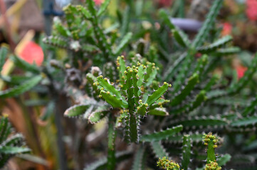 succulents Cactus Plants growing in desert area in garden