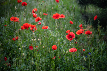 Red poppy flower on dark green background summer time, spring collection with free space for text