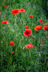 Fototapeta na wymiar Red poppy flower on dark green background summer time, spring collection with free space for text