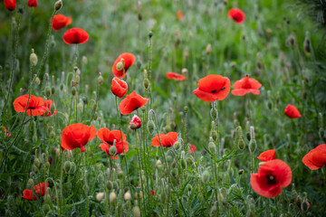 Red poppy flower on dark green background summer time, spring collection with free space for text