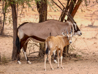 Gemsbok or South African Oryx with calf in the Kgalagadi