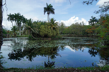 Fototapeta na wymiar tropical landscape in the zapata nationalpark in southern cuba