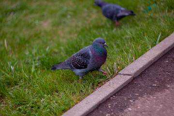 pigeon in the park