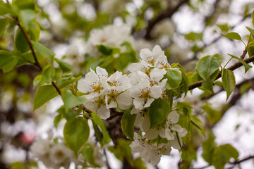 tree blossom