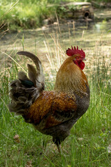 Young rooster on a farm. Colorful rooster on the farm