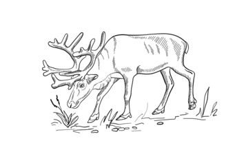 Hand drawn vector silhouette of deer for the design of banners posters