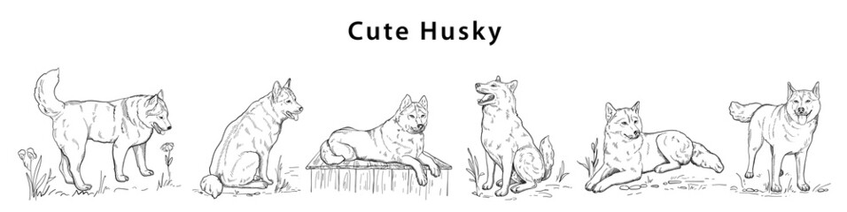 Hand-drawn vector silhouette of husky in different poses for banner poster  © Sg.Lapchi
